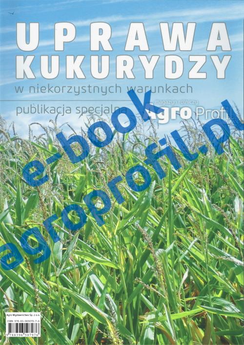 Uprawa kukurydzy w niekorzystnych warunkach