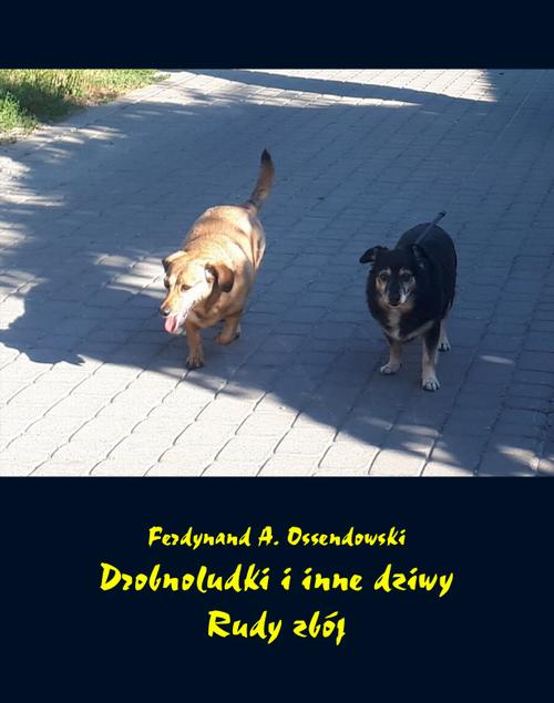 Drobnoludki i inne dziwy. Rudy zbój
